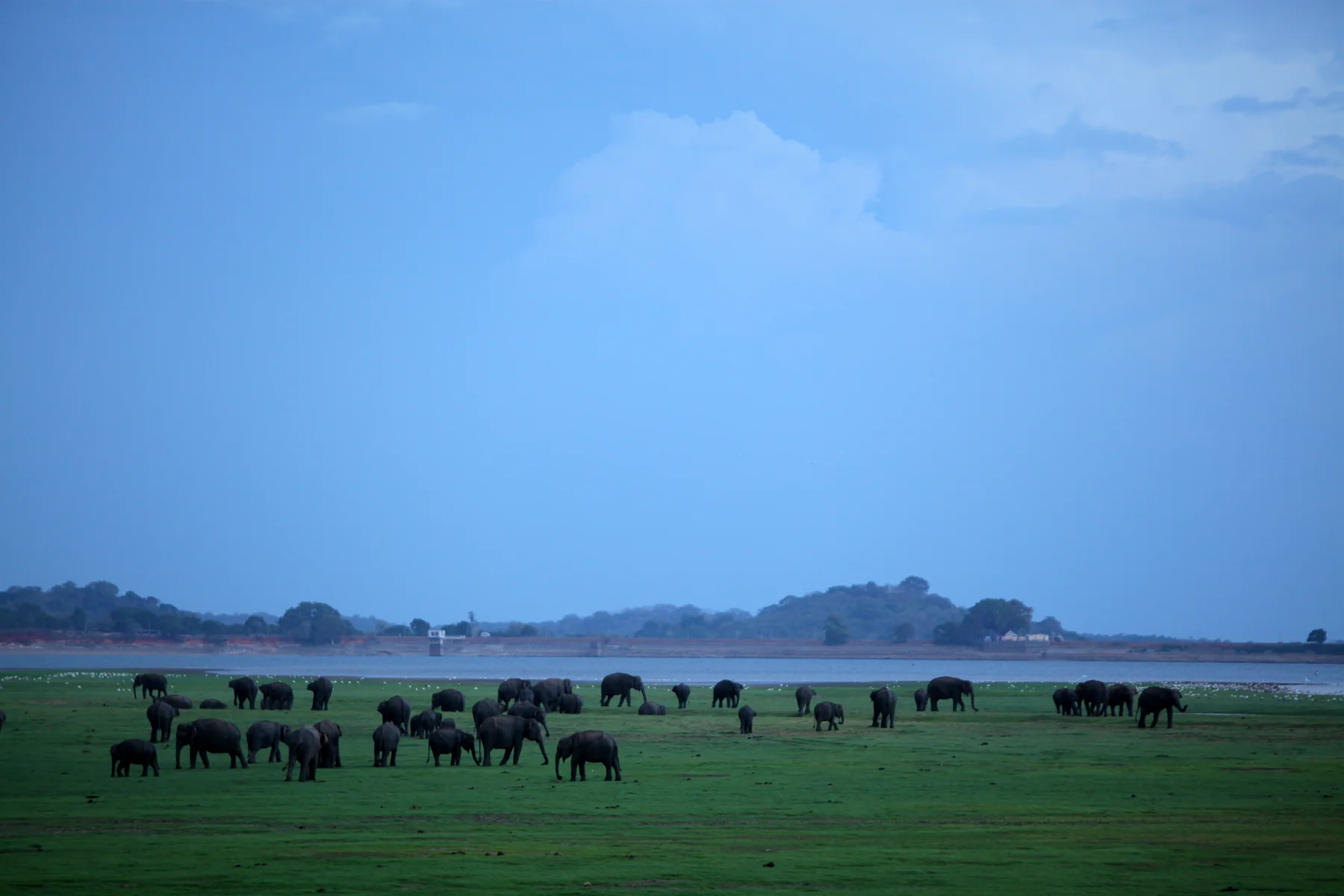 Minneriya National Park, Sri Lanka