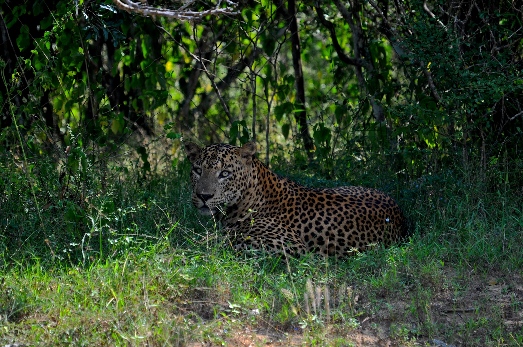 Leopard in Yala National Park